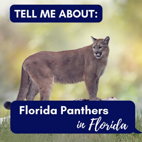 Tell Me About Florida Panthers
